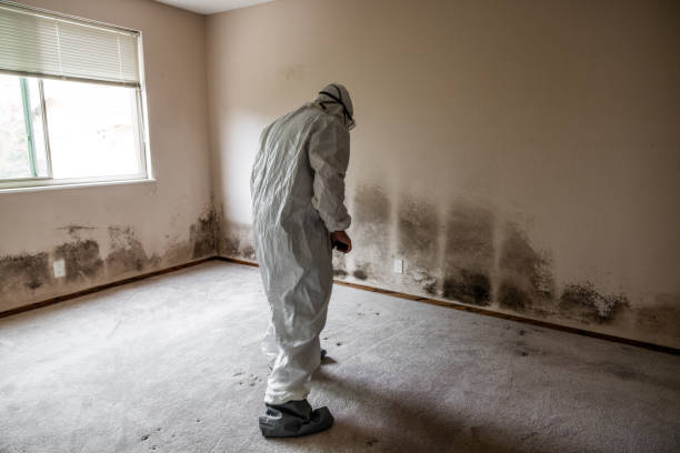Best Basement Mold Remediation in Fort Gibson, OK