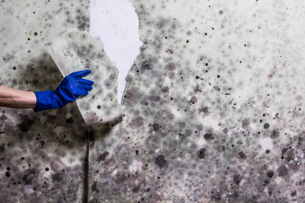 Best Residential Mold Remediation in Fort Gibson, OK